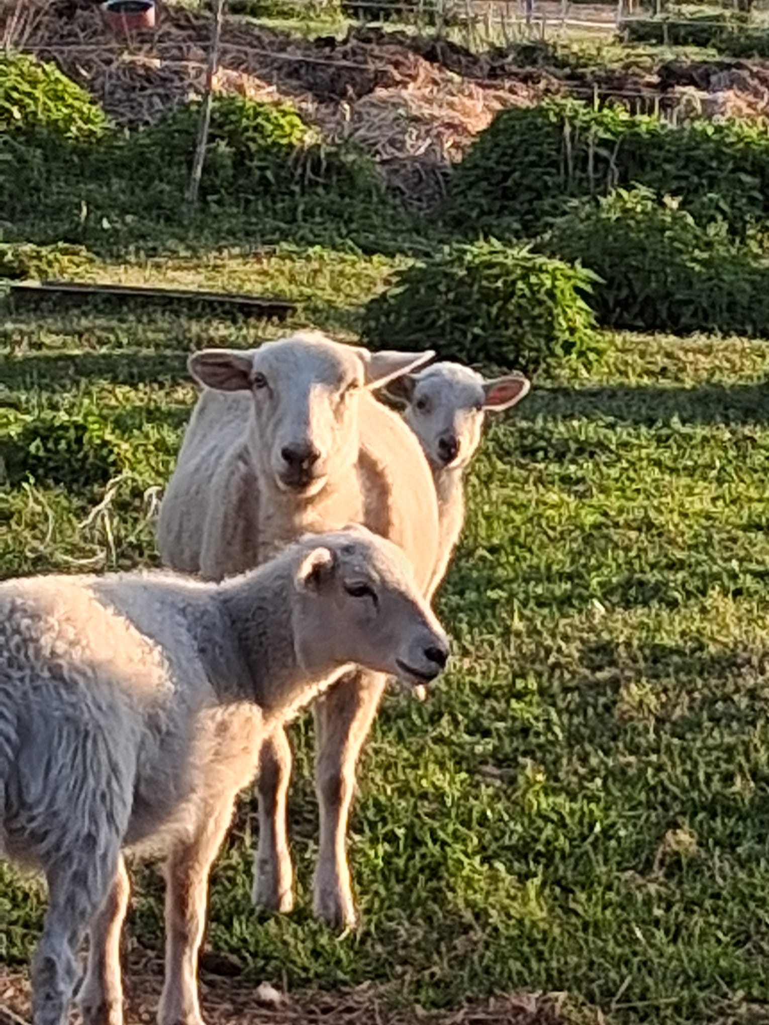 WhatsApp Image 2025-05-29 at 21.30.22 (7)