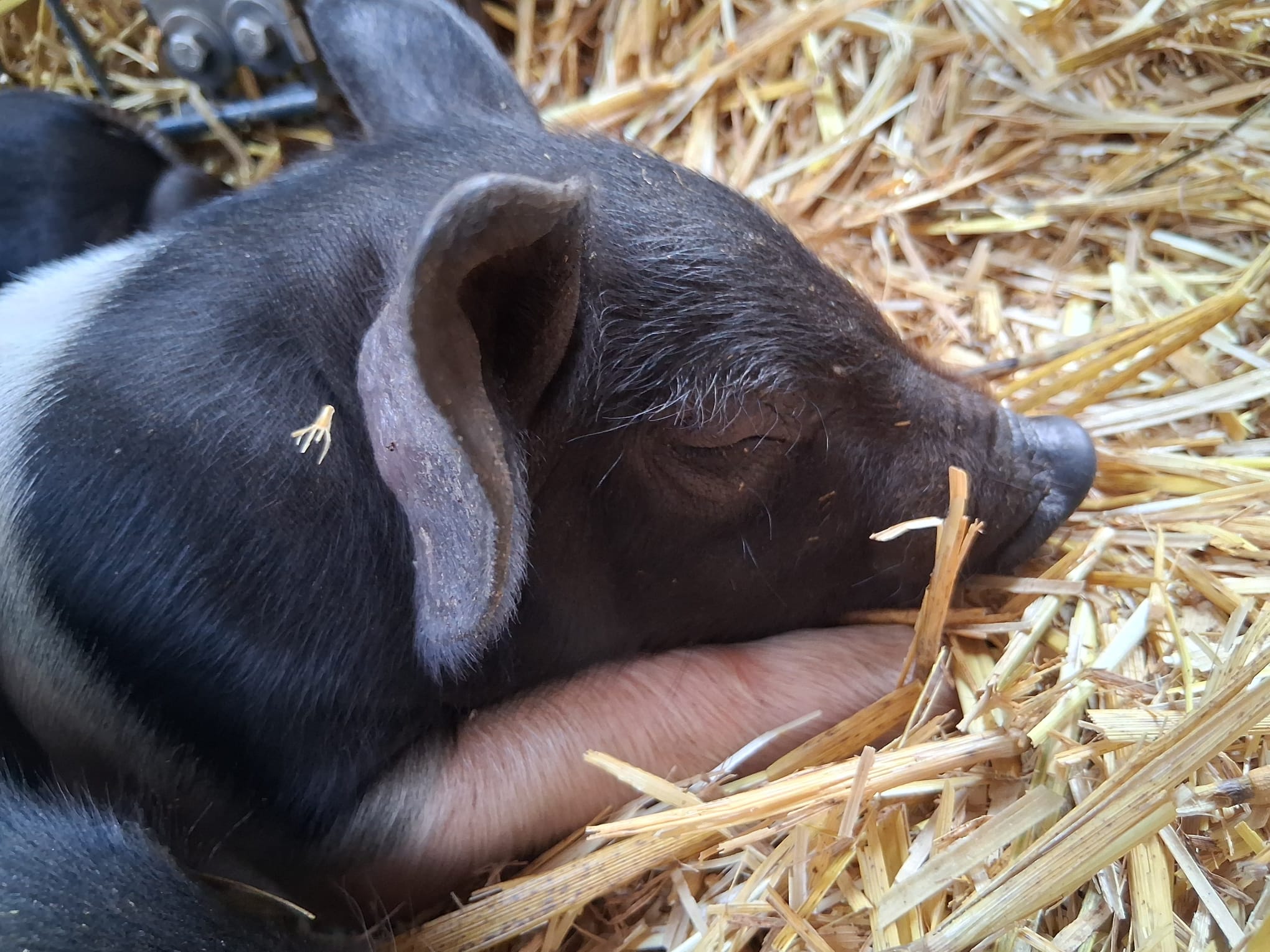 WhatsApp Image 2025-08-02 at 14.52.18 (1)